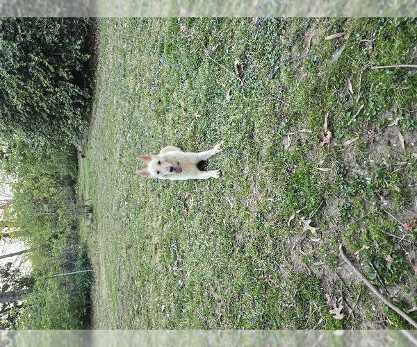 Medium Photo #10 - Mix Puppy For Sale in Winston Salem, NC, USA