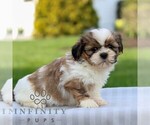 Small #2 Shih Tzu