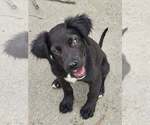 Small #3 Colonial Cocker Spaniel Mix