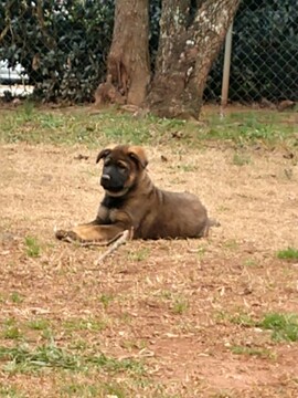 Medium Photo #1 German Shepherd Dog Puppy For Sale in MC DONOUGH, GA, USA