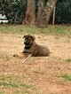 Small Photo #1 German Shepherd Dog Puppy For Sale in MC DONOUGH, GA, USA