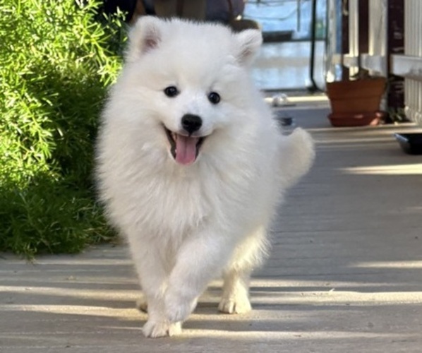 Medium Photo #1 Japanese Spitz Puppy For Sale in CLEARLAKE OAKS, CA, USA