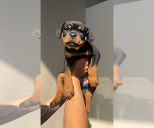 Rottweiler Puppy for sale in MENIFEE, CA, USA