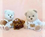 Small Photo #7 Poodle (Toy) Puppy For Sale in PEMBROKE PINES, FL, USA