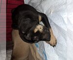 Small Photo #4 Labrador Retriever-Unknown Mix Puppy For Sale in Independence, MN, USA