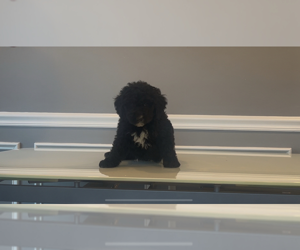 Medium Photo #6 Bernedoodle-Labradoodle Mix Puppy For Sale in MILFORD, NJ, USA