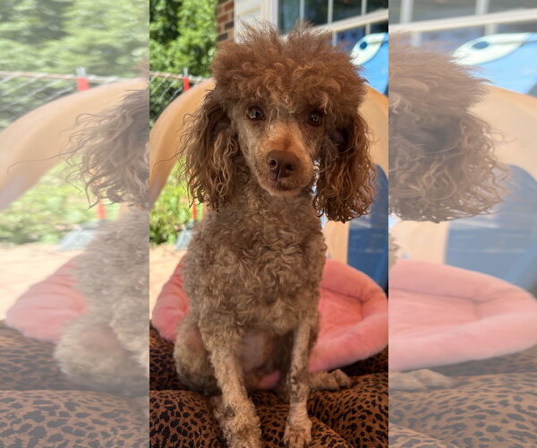Medium Photo #1 Poodle (Miniature) Puppy For Sale in Pacolet, SC, USA