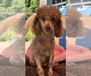Poodle (Miniature) Dogs for adoption in Pacolet, SC, USA