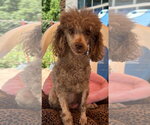 Small Poodle (Miniature)