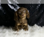 Small #4 Dachshund
