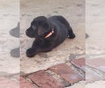 Small Photo #23 Labrador Retriever Puppy For Sale in CARMICHAEL, CA, USA