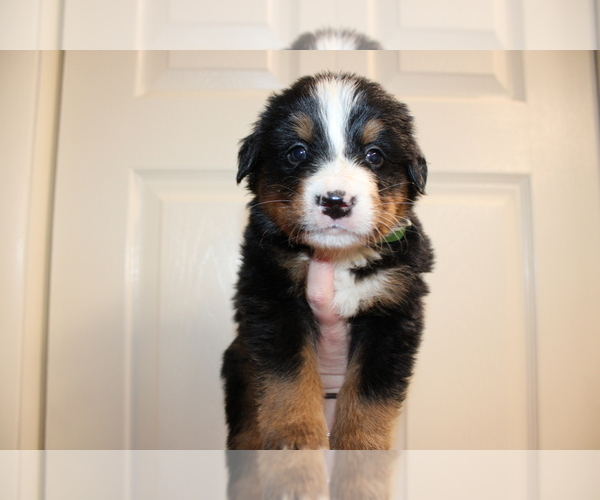 Medium Photo #1 Bernese Mountain Dog Puppy For Sale in ORCHARD PARK, NY, USA