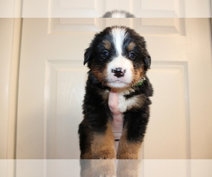 Bernese Mountain Dog Puppy for sale in ORCHARD PARK, NY, USA