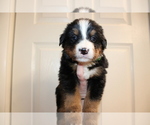 Small Photo #1 Bernese Mountain Dog Puppy For Sale in ORCHARD PARK, NY, USA