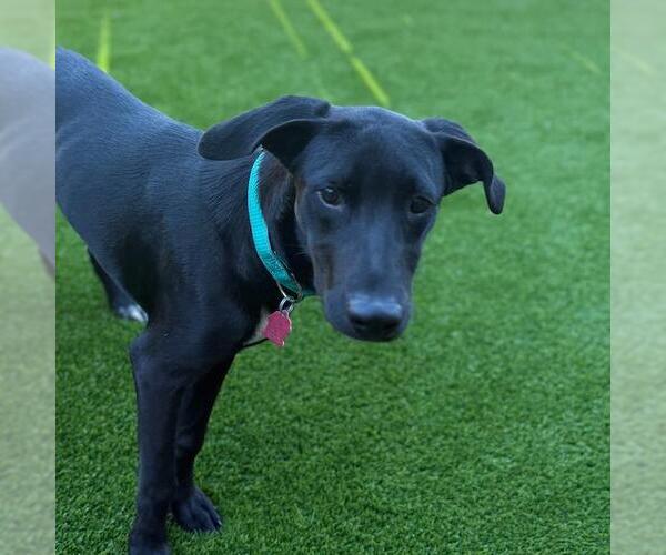 Medium Photo #3 Labrador Retriever-Unknown Mix Puppy For Sale in San Diego, CA, USA