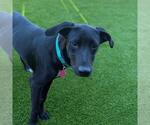 Small #2 Labrador Retriever Mix
