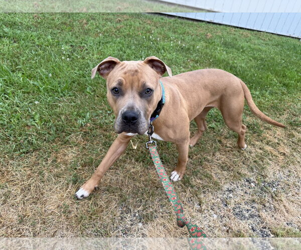 Medium Photo #4 Mutt Puppy For Sale in Williamsburg, IA, USA