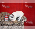 Small Photo #7 French Bulldog Puppy For Sale in SANGER, TX, USA