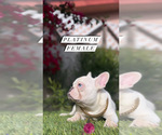 Small Photo #11 French Bulldog Puppy For Sale in LOS ANGELES, CA, USA