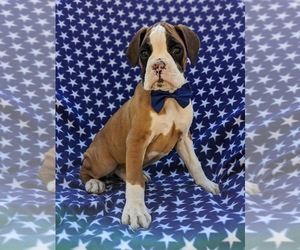 Boxer Puppy for sale in STEVENS, PA, USA