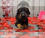 Puppy ORANGE COLLAR Doberman Pinscher
