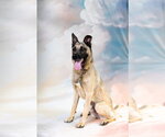 Small #1 German Shepherd Dog