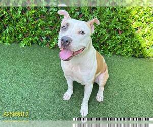 American Pit Bull Terrier Dogs for adoption in West Palm Beach, FL, USA
