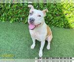 Small American Pit Bull Terrier