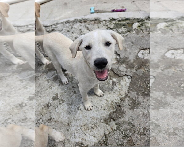 Medium Photo #3 Labrador Retriever Puppy For Sale in Tracy City, TN, USA