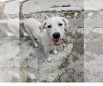 Small #2 Labrador Retriever