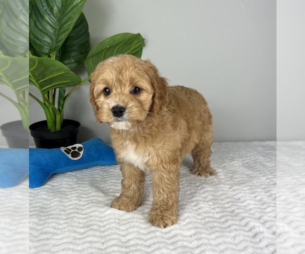 Medium Photo #3 Cockapoo Puppy For Sale in FRANKLIN, IN, USA
