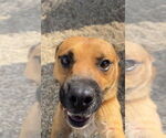 Small #5 Black Mouth Cur Mix
