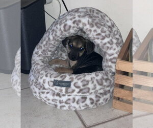 German Shepherd Dog-Unknown Mix Dogs for adoption in The Woodlands, TX, USA