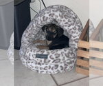 Elfie - Female German Shepherd Dog-Unknown Mix Dog for Adoption - Small photo