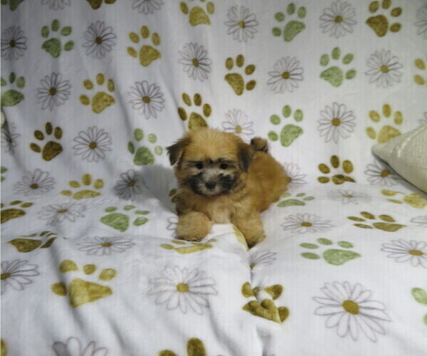 Medium Photo #1 Morkie Puppy For Sale in COOKEVILLE, TN, USA