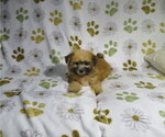 Small Morkie