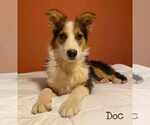Small Australian Shepherd