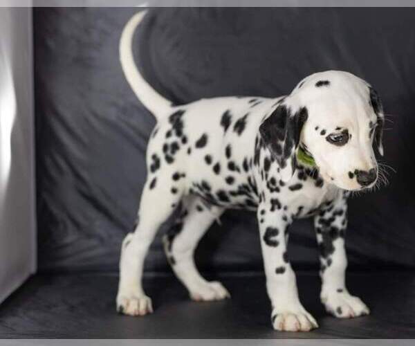 Medium Photo #22 Dalmatian Puppy For Sale in JASPER, FL, USA