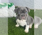 Small #9 French Bulldog