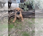 Small Photo #89 Rhodesian Ridgeback Puppy For Sale in MORONGO VALLEY, CA, USA