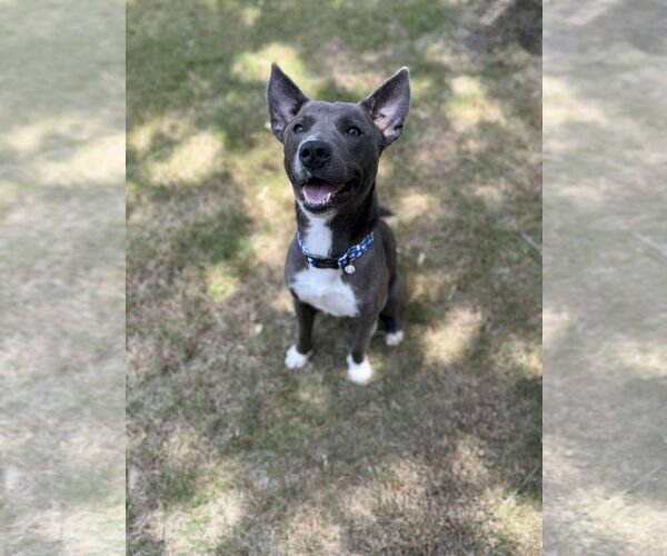Medium Photo #1 American Pit Bull Terrier-Unknown Mix Puppy For Sale in Dallas, TX, USA