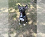 Small American Pit Bull Terrier Mix