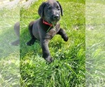 Small Photo #1 Labrador Retriever Puppy For Sale in LEBANON, MO, USA