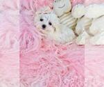 Small #15 Maltese