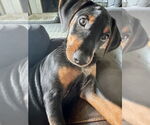 Small #7 Mutt
