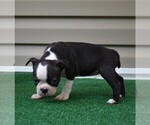 Small Photo #5 Boston Terrier Puppy For Sale in MACON, GA, USA