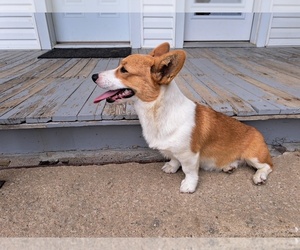 Pembroke Welsh Corgi Litter for sale in SHILOH, OH, USA