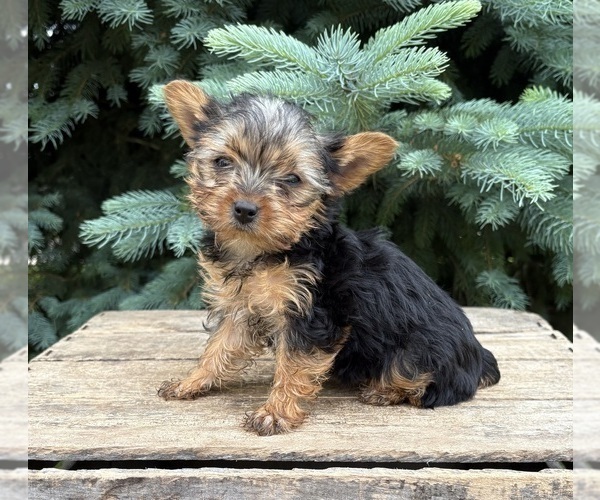 Medium Photo #2 Yorkshire Terrier Puppy For Sale in MIDDLEBURY, IN, USA