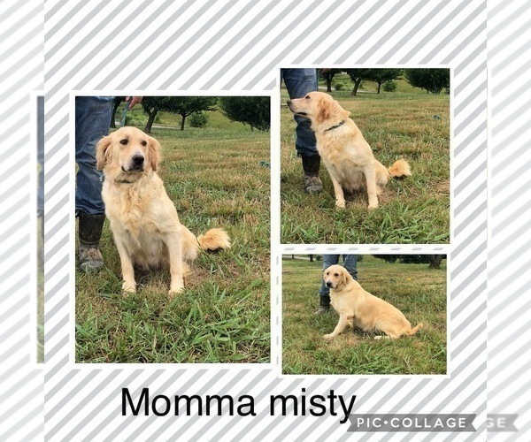 Medium Photo #1 Golden Retriever Puppy For Sale in AUSTIN, KY, USA