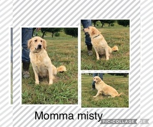 Mother of the Golden Retriever puppies born on 07/31/2025